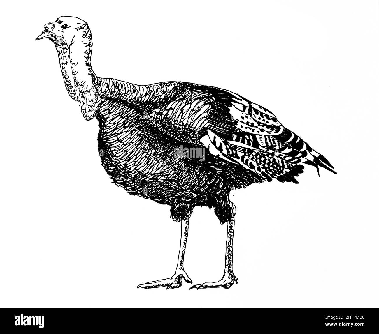 Handdrawn illustration of turkey, black ink pen Stock Photo