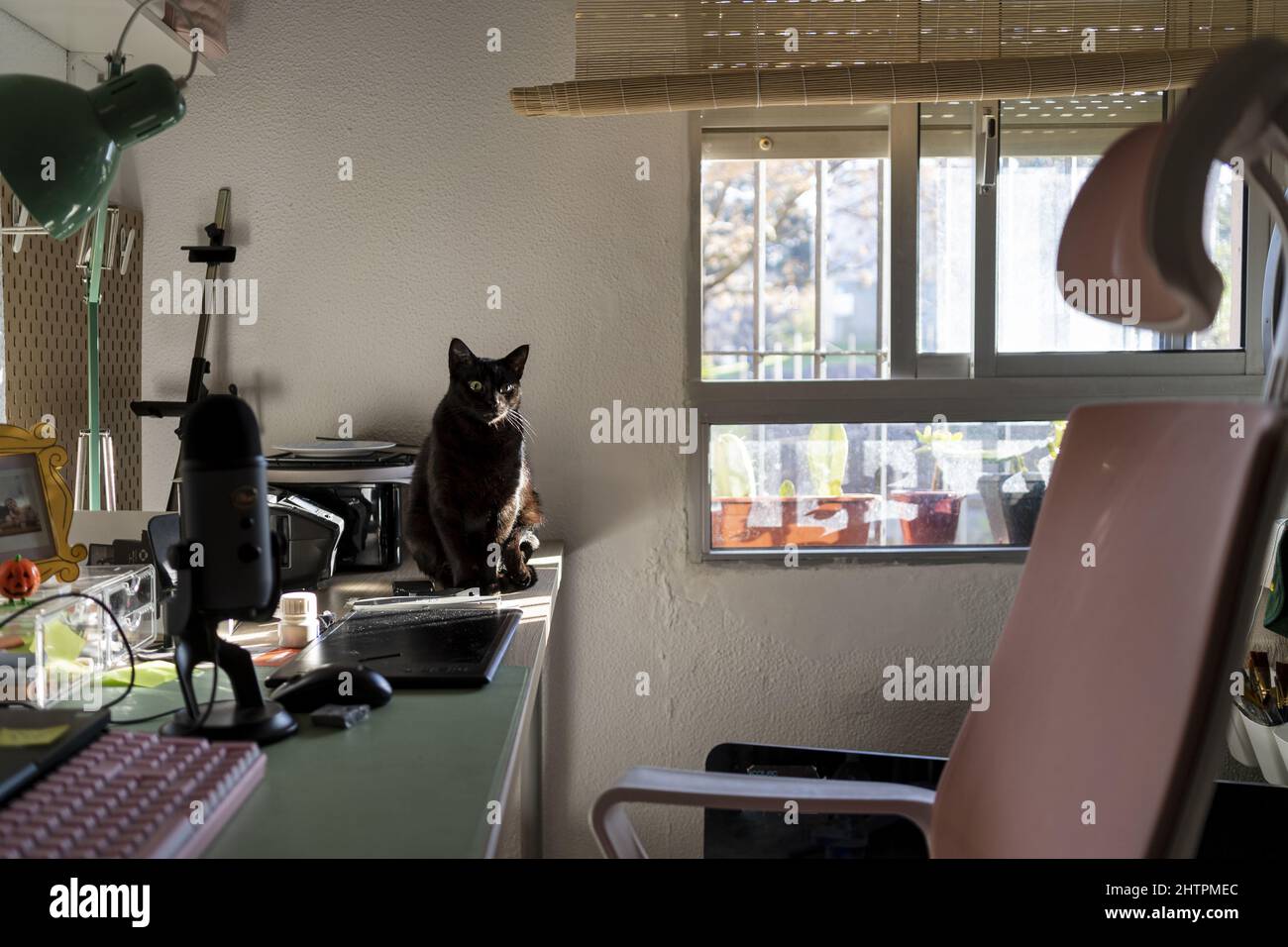 Black cat sitting on desk at home Stock Photo - Alamy