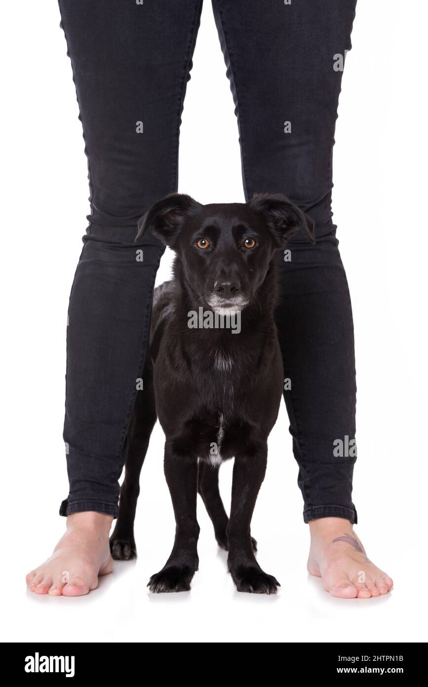 Dog between human legs Stock Photo Alamy