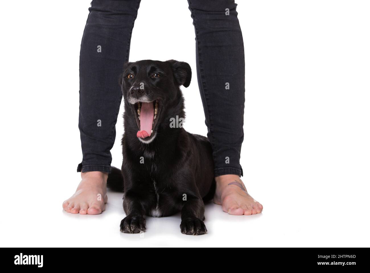 Dog between human legs Stock Photo Alamy