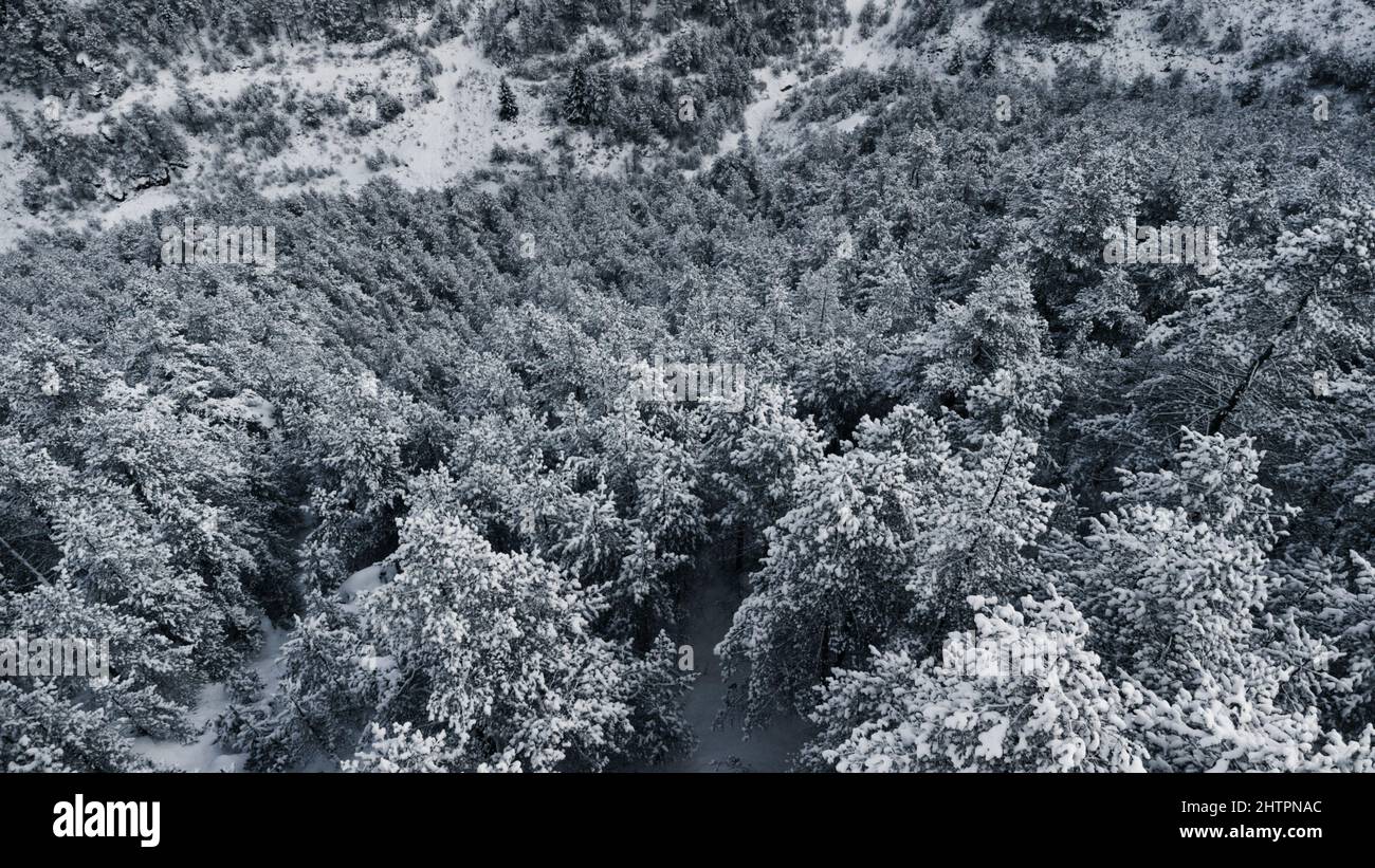 Aerial view of snowy white trees on a mountain Stock Photo - Alamy