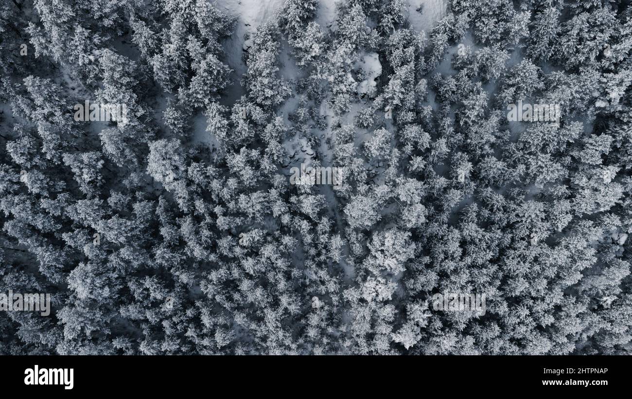 Aerial view of snowy white trees on a mountain Stock Photo - Alamy