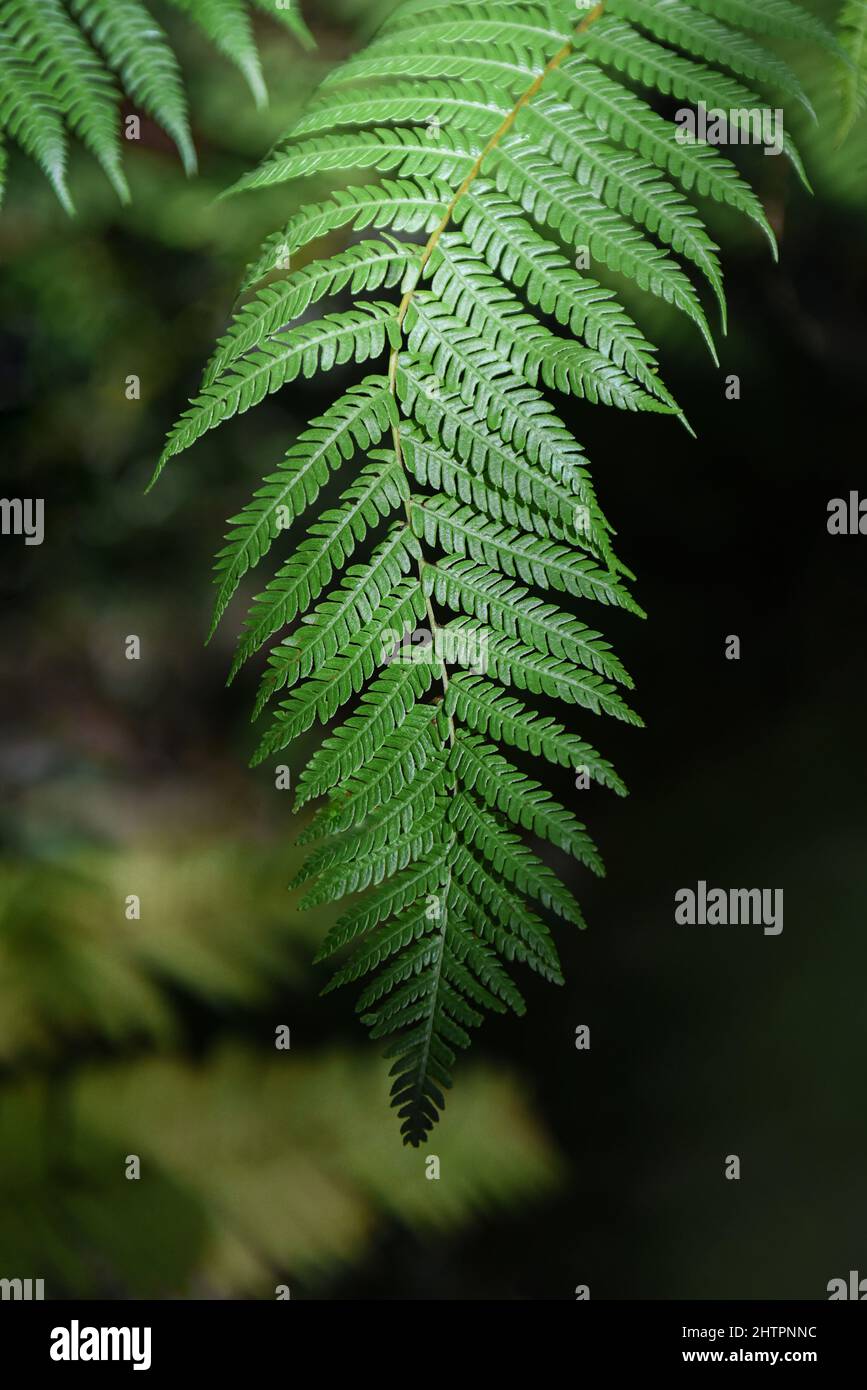 Close up fern leaf image in vertical orientation Stock Photo