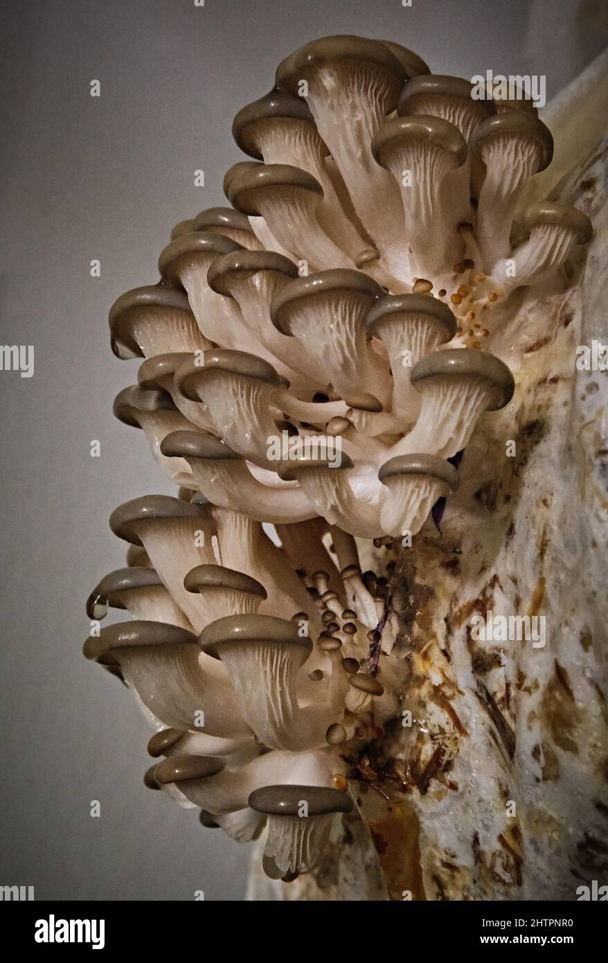 Vertical shot of oyster mushrooms on the blurry background Stock Photo