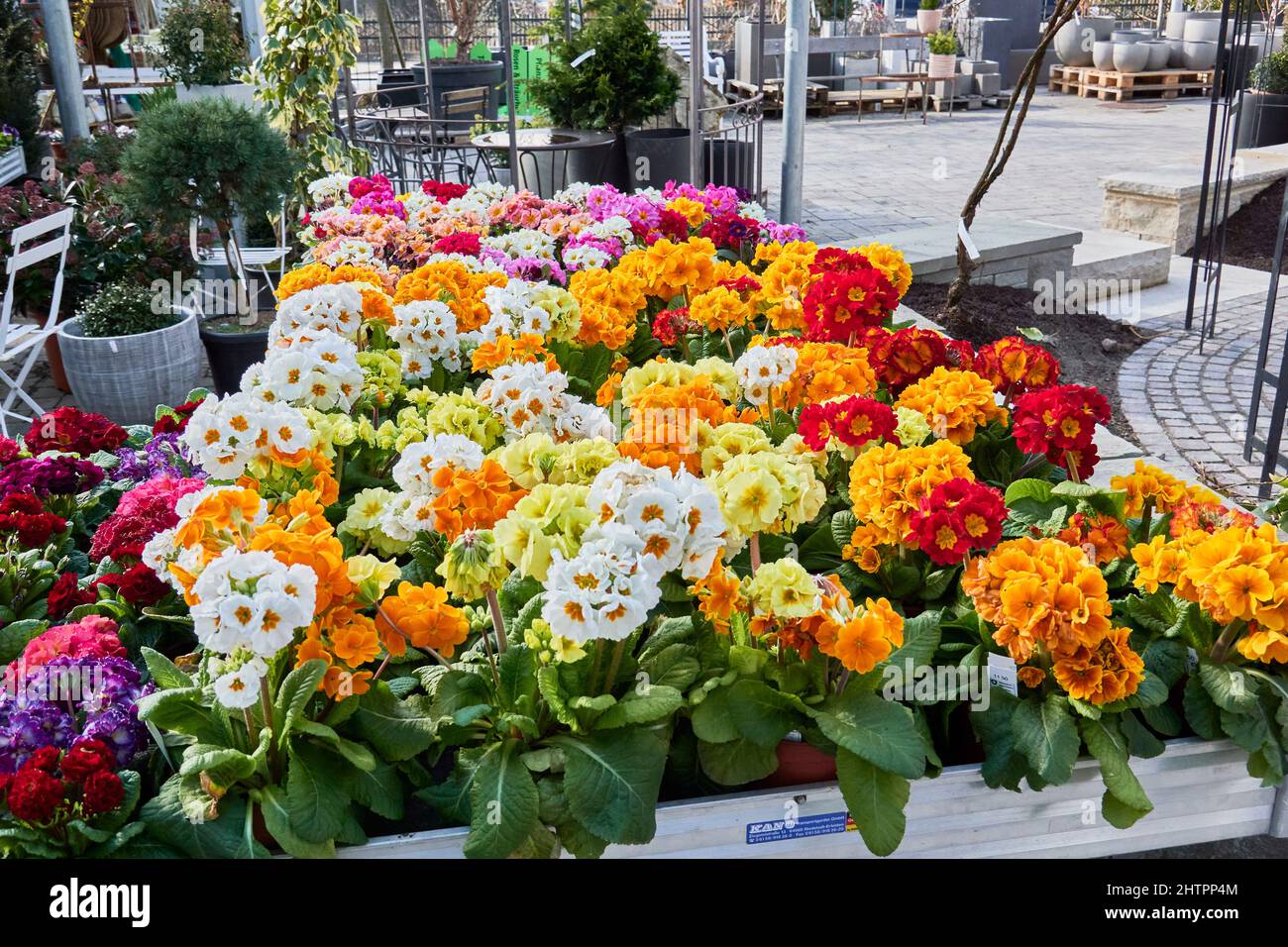 Table With Colorful Blooming Primroses In Nursery. Fehraltorf, Switzerland Stock Photo