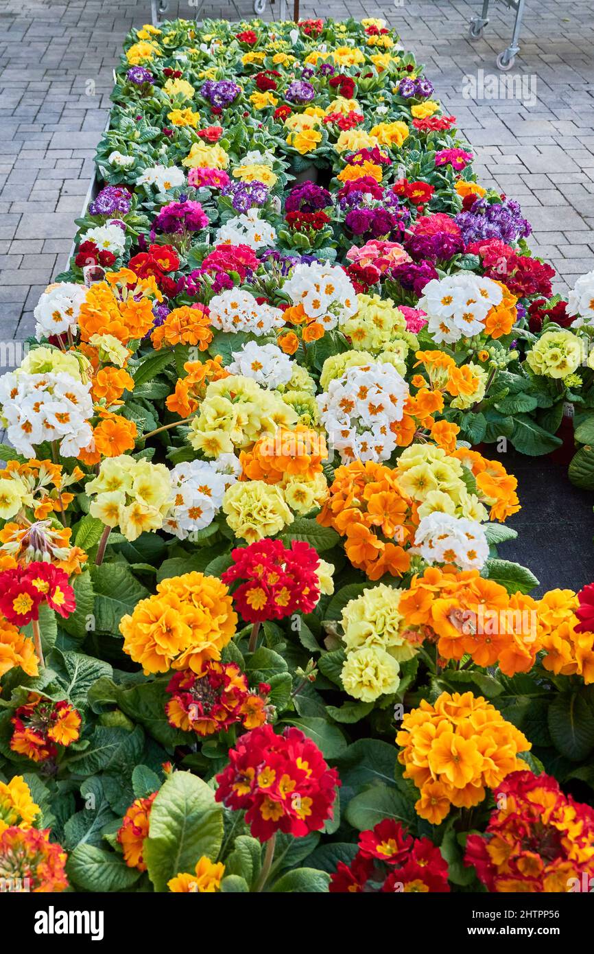 Table With Colorful Blooming Primroses In Nursery. Fehraltorf, Switzerland Stock Photo
