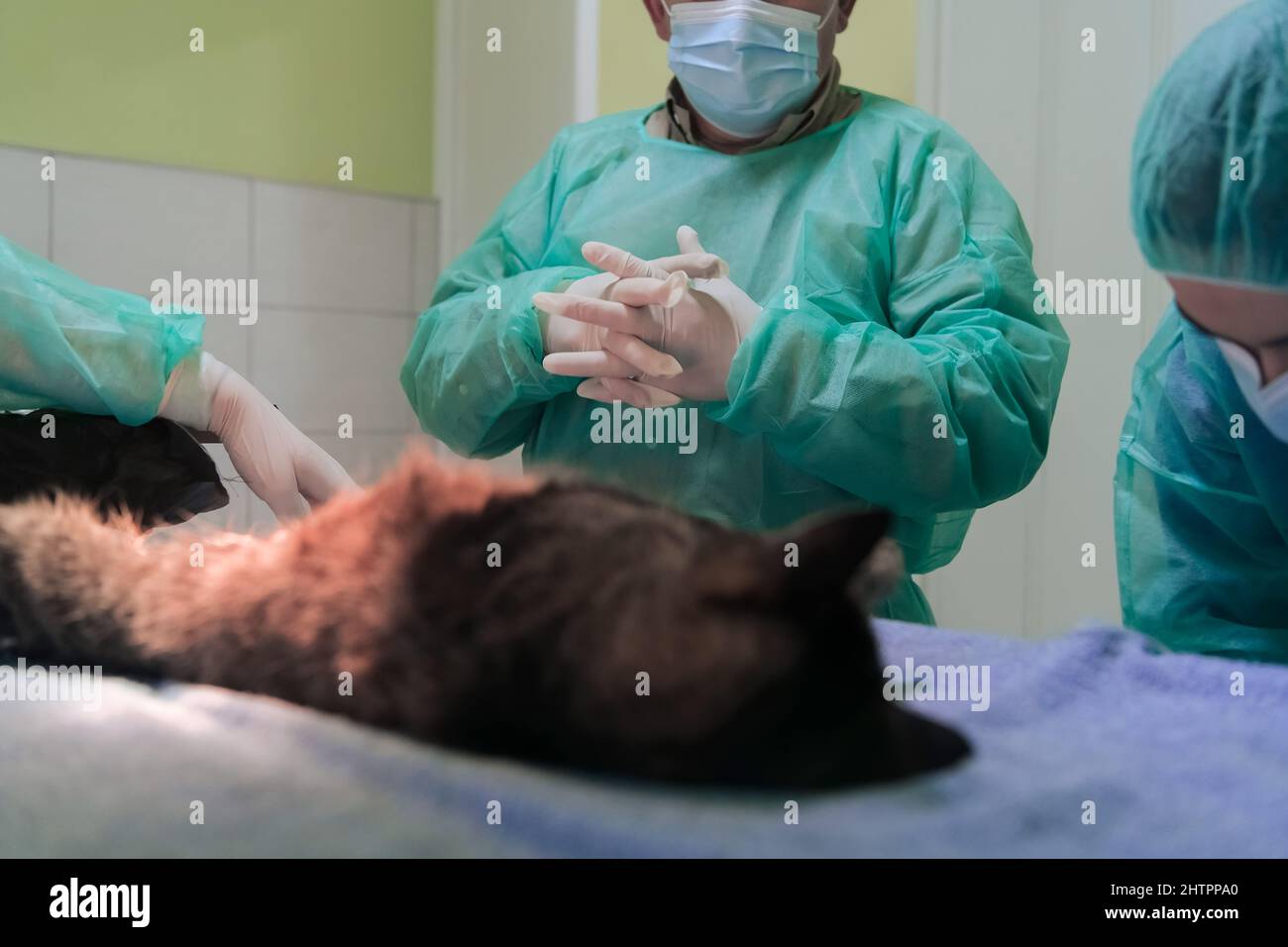 Picture of Real abdominal surgery on a cat in a hospital setting Stock Photo - Alamy