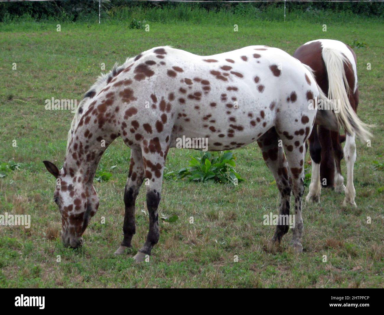 The Appaloosa is an American horse breed best known for its colorful spotted coat pattern. Stock Photo