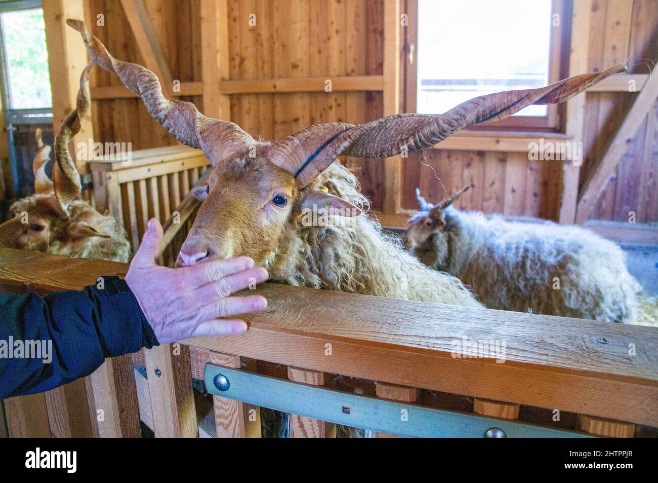 The Racka Hungarian, Hortobagy Racka Sheep, Ovis aries, in Cumberland Wildpark in Grunau im Almtal, Upper Austria, February 23, 2022.  (CTK Photo/Libo Stock Photo