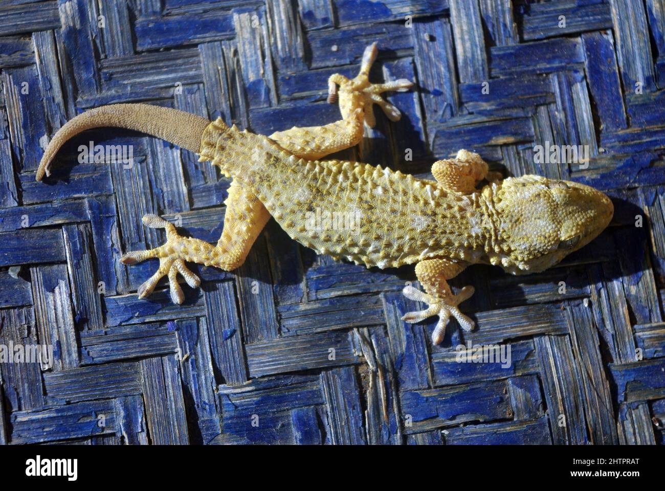 Common Wall Gecko, Moorish Gecko (Tarentola mauritanica Stock Photo Alamy