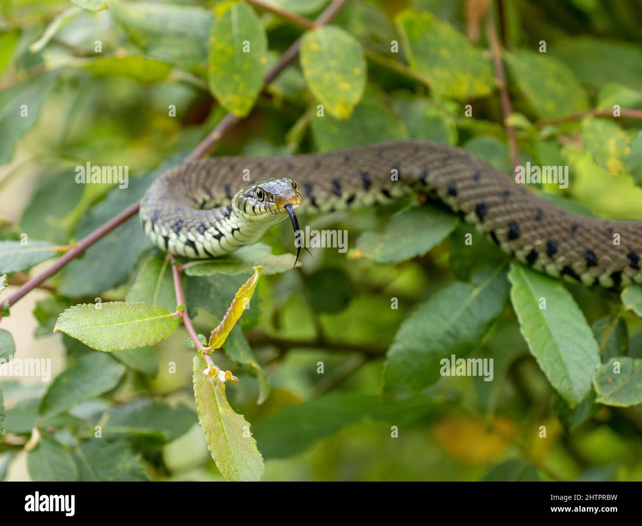 Grass Snake Climbing up a Bush Stock Photo