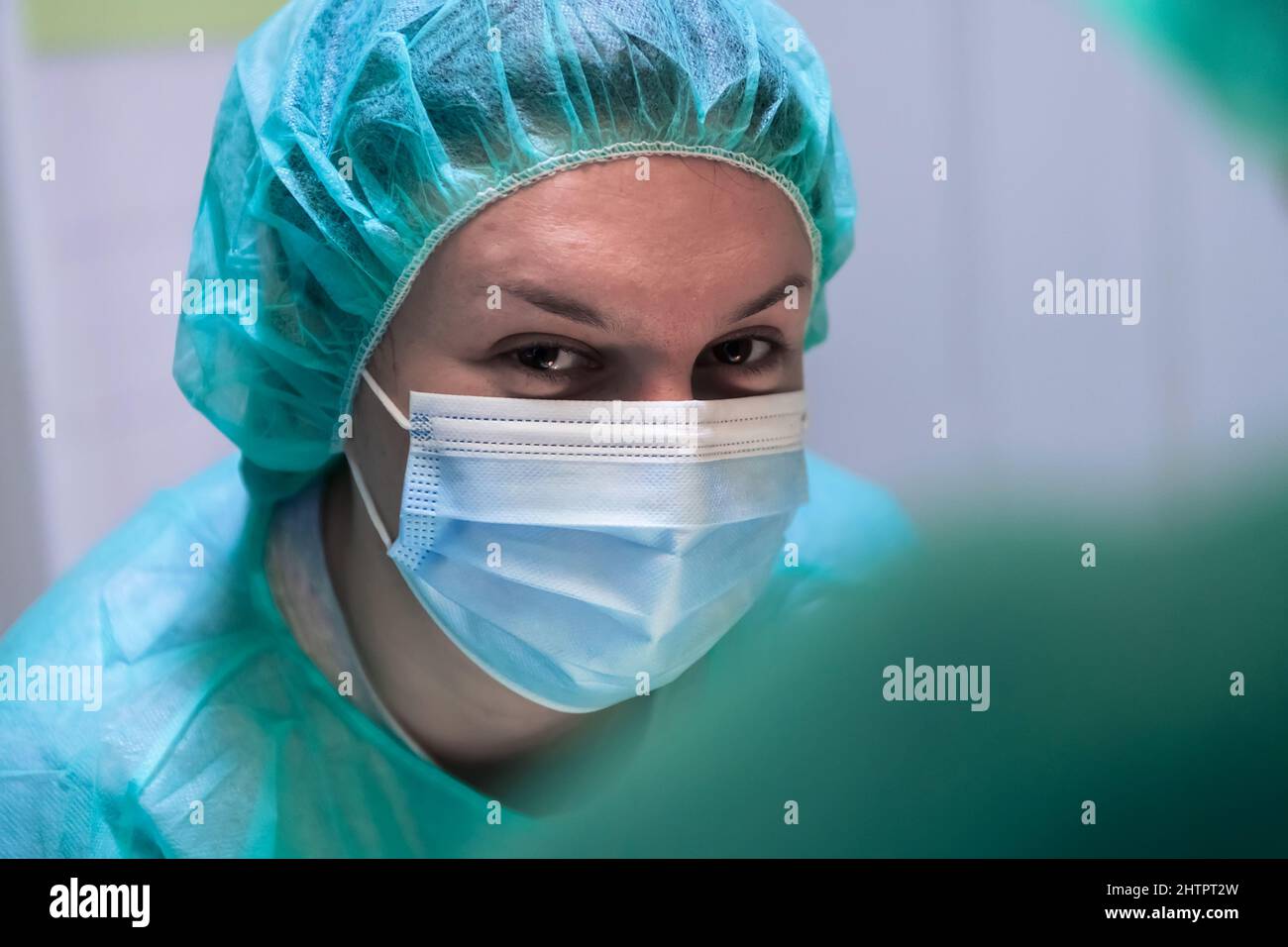 Picture of Real abdominal surgery on a cat in a hospital setting Stock Photo - Alamy