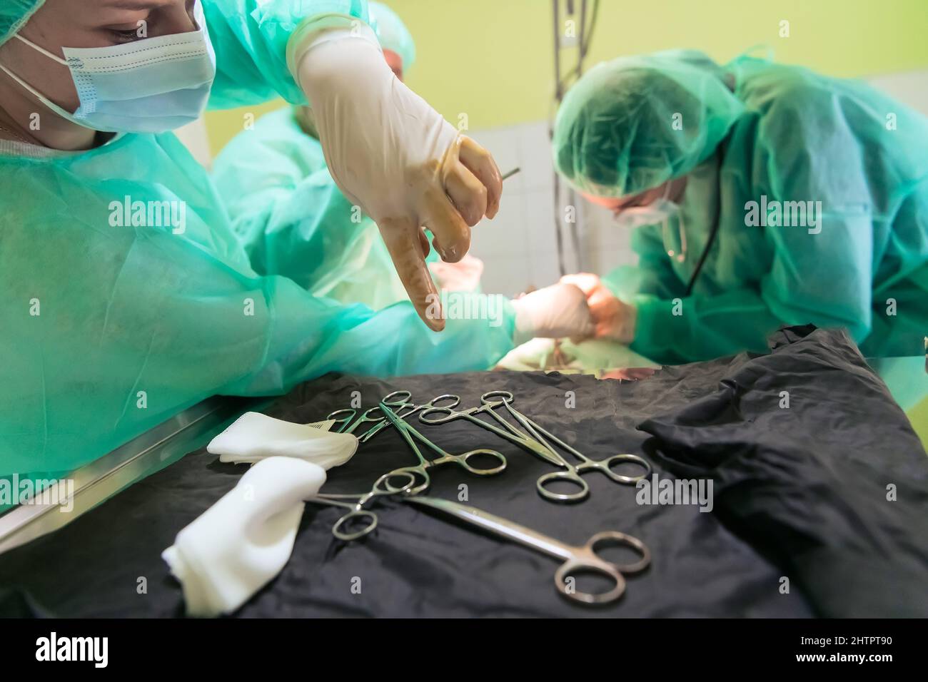 Real abdominal surgery on a cat in a hospital setting Stock Photo Alamy