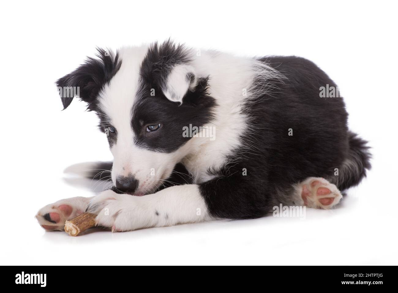 Border collie puppy with a bone Stock Photo Alamy