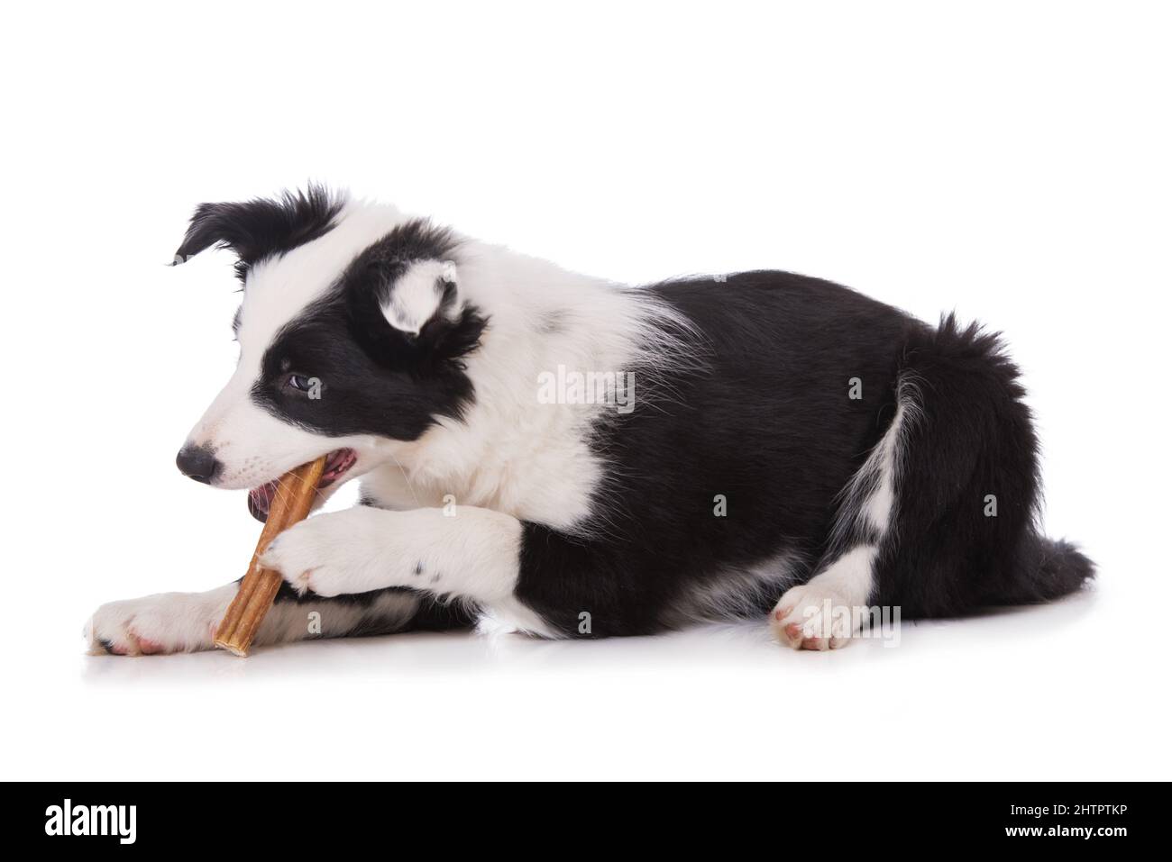 Border Collie Dog with Bone Stock Photo - Image of bone, lying: 51253044