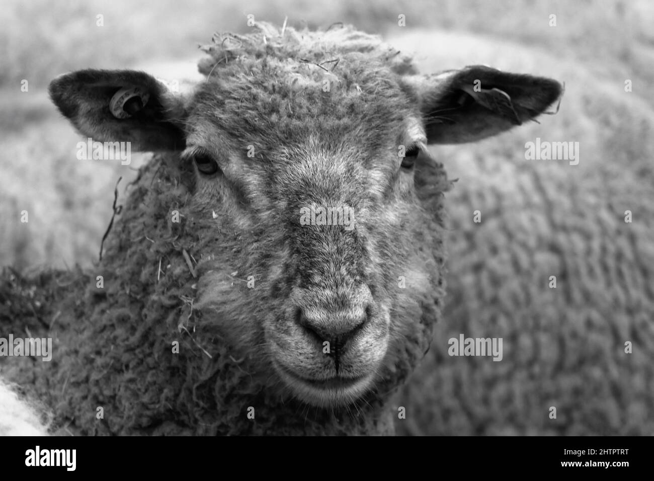 Picture of a young sheep Stock Photo