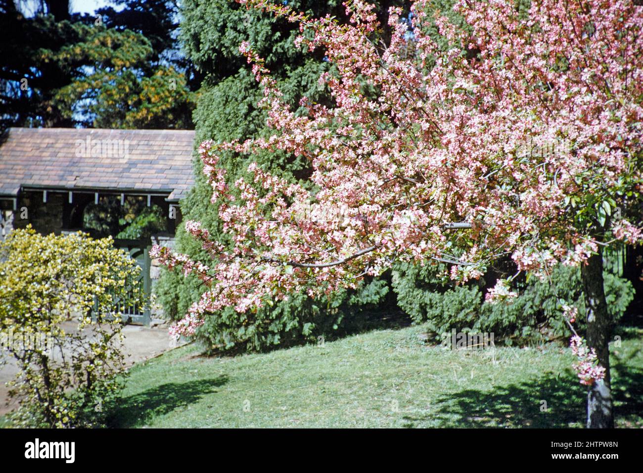 Cherry blossom Royal Botanic Gardens Victoria, Melbourne, Victoria