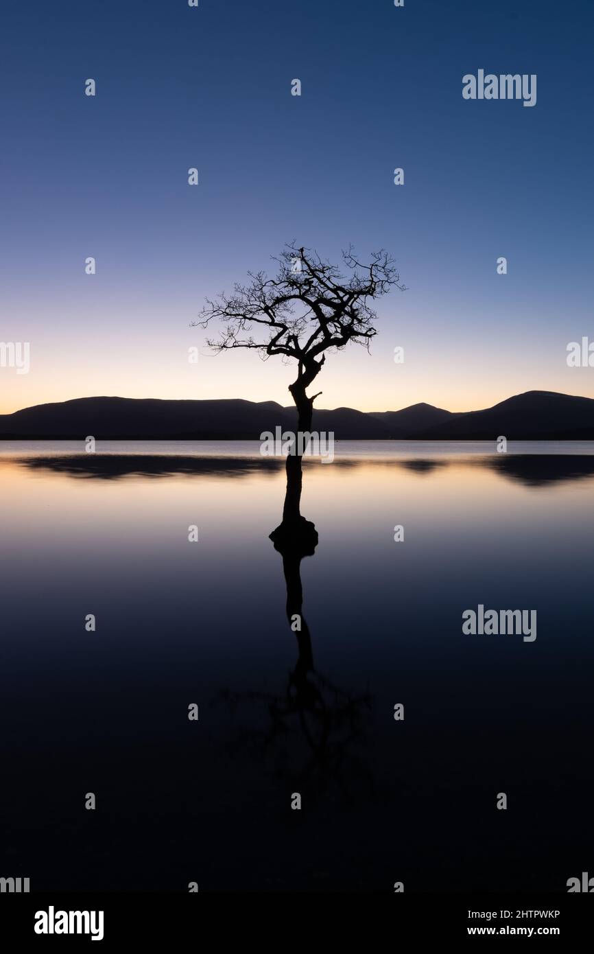 Loch Lomond Scotland UK - iconic lone tree at Milarrochy Bay reflected in loch lomond at sunset Stock Photo