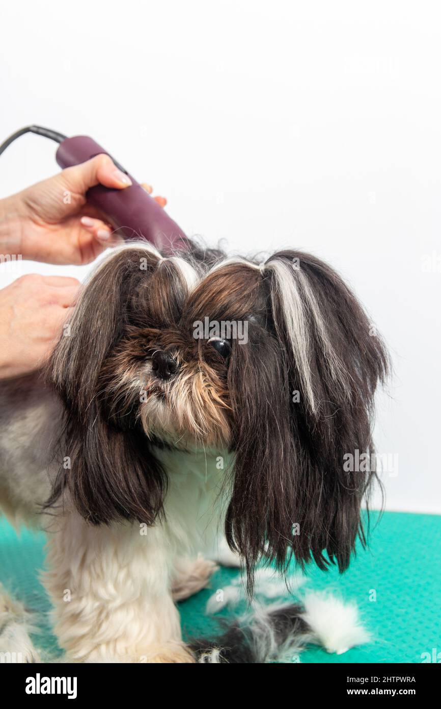 Shih tzu cheap hair trimmer