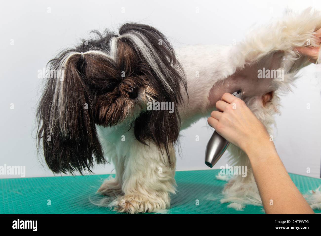 Female groomer brushing Shih Tzu at grooming salon. Grooming and