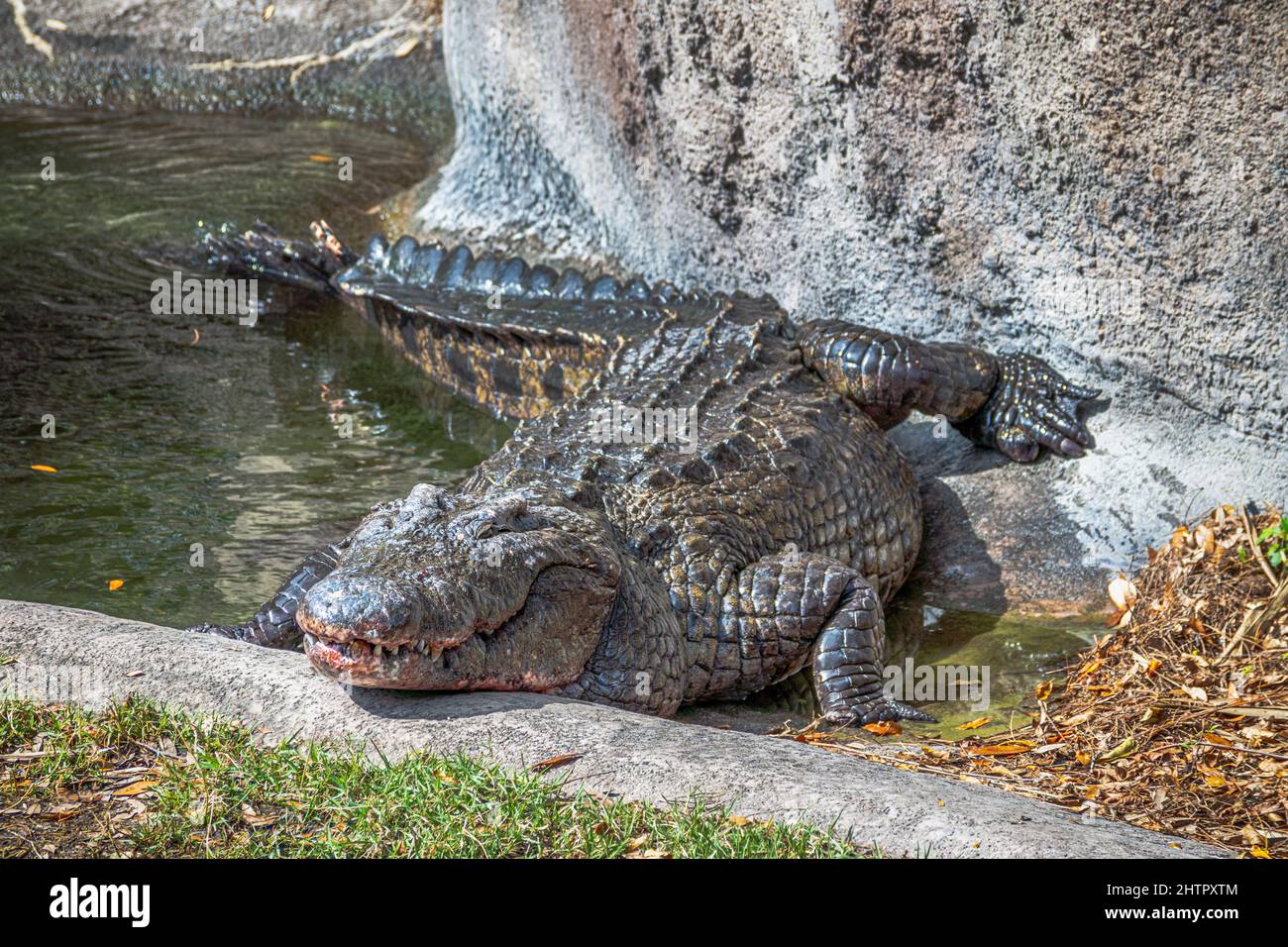 Closeup View of a Nile Crocodile in Captivity. Taking a Sunbath. Stock Photo