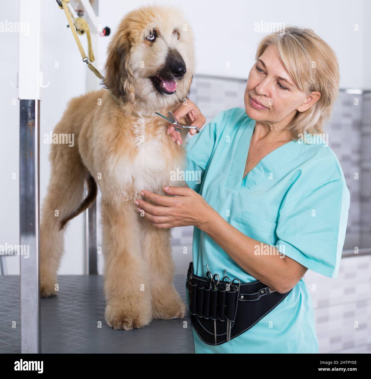 woman hairdresser cuts Afghan puppy Shepherd in beauty salon for animals Stock Photo