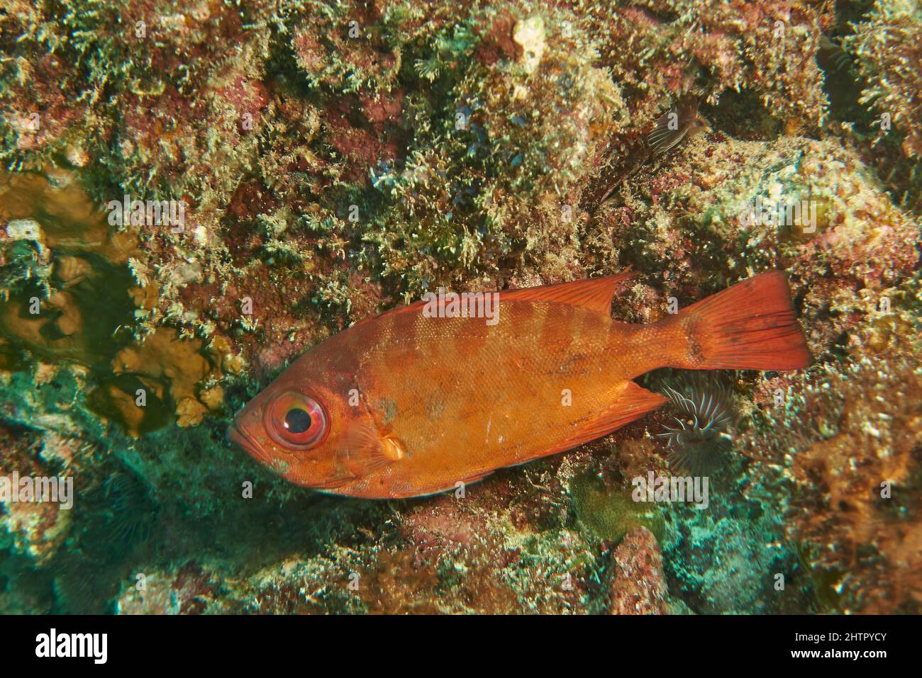 A GlassEye Snapper (Heteropriacanthus cruentatus), seen at the Three Caves dive site, southwest