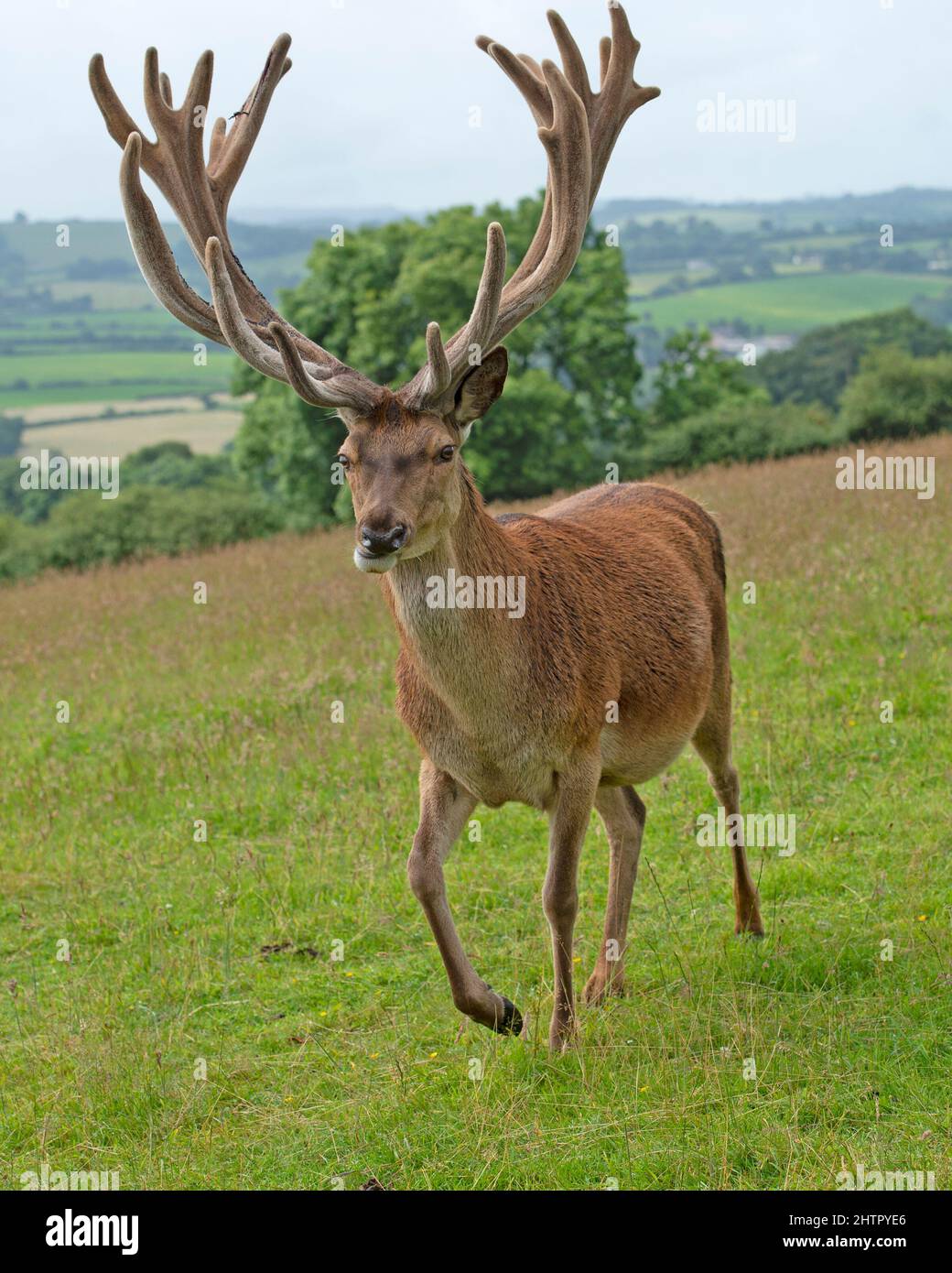 large red stag ,Cervus Alaphus Stock Photo