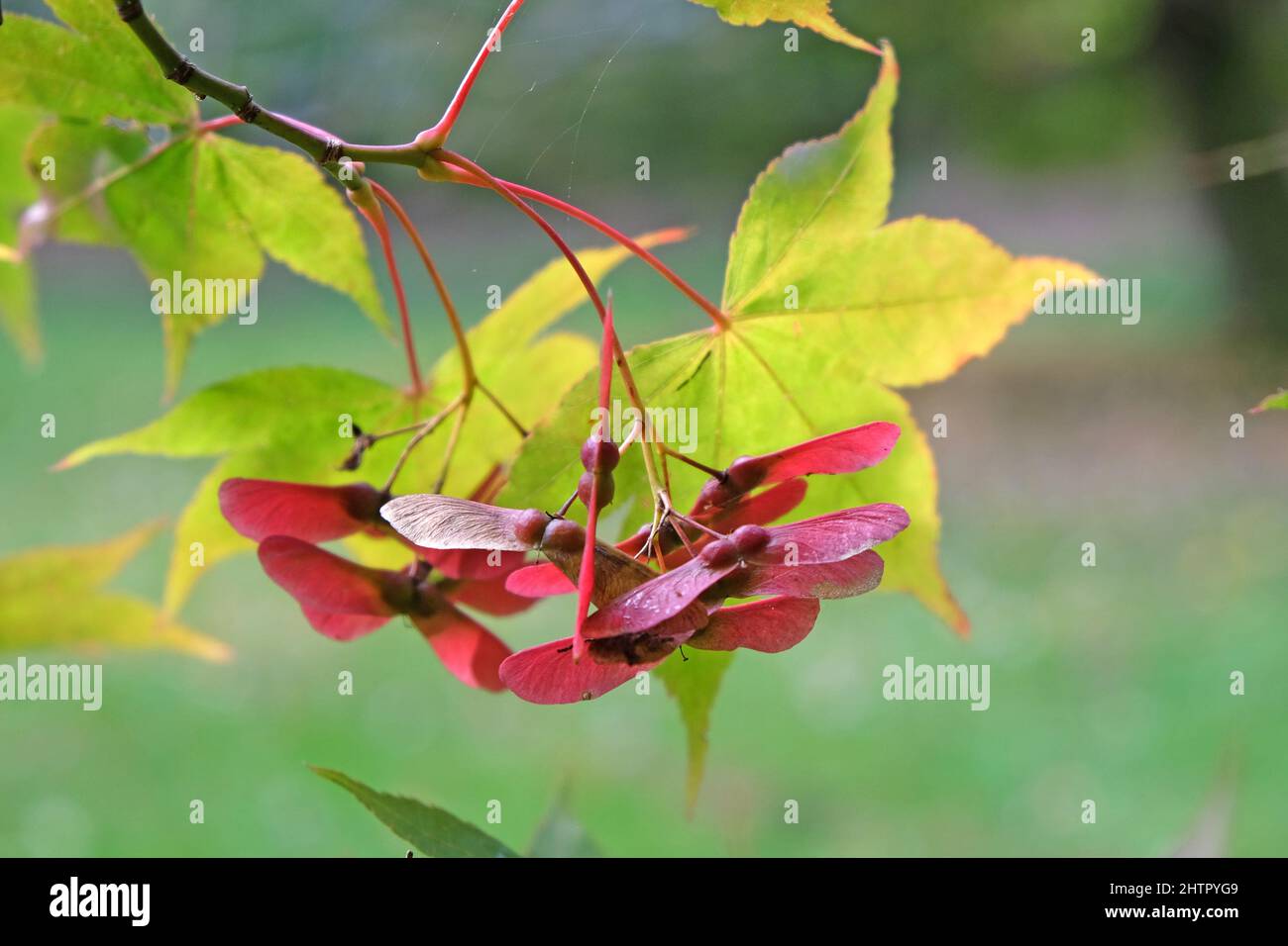 Colourful pink seed pods on a Japanese maple tree during the autumn