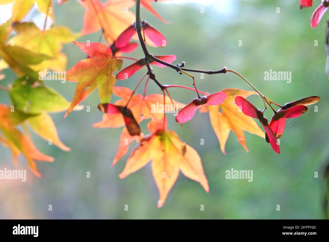 Pink seed pods hires stock photography and images Alamy