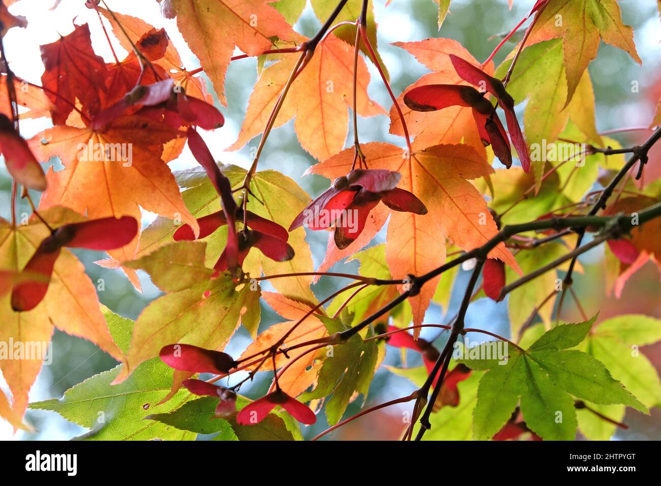 Colourful pink seed pods on a Japanese maple tree during the autumn