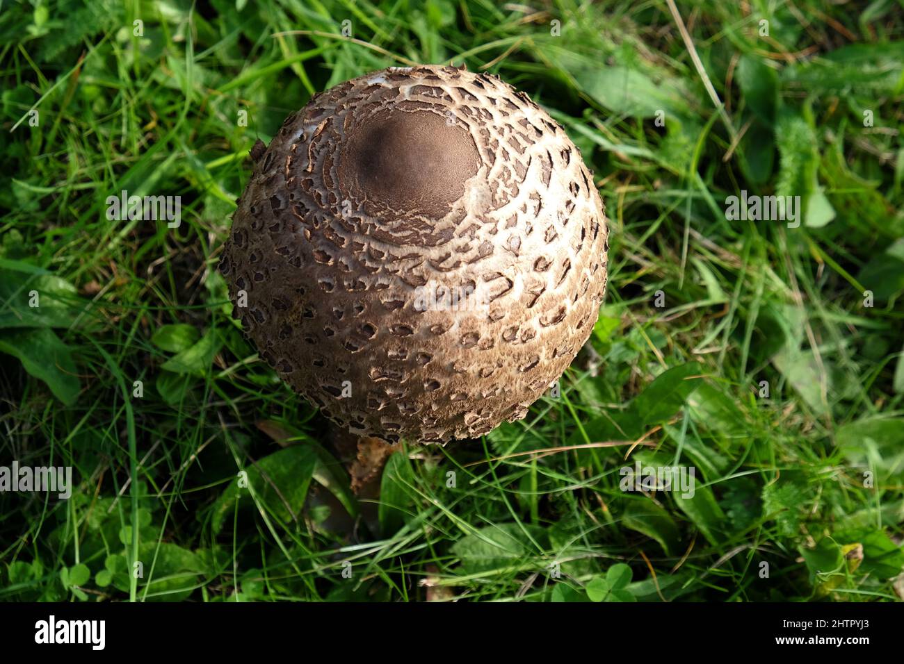 The bulbous cap of the Parasol mushroom during the autumn Stock Photo