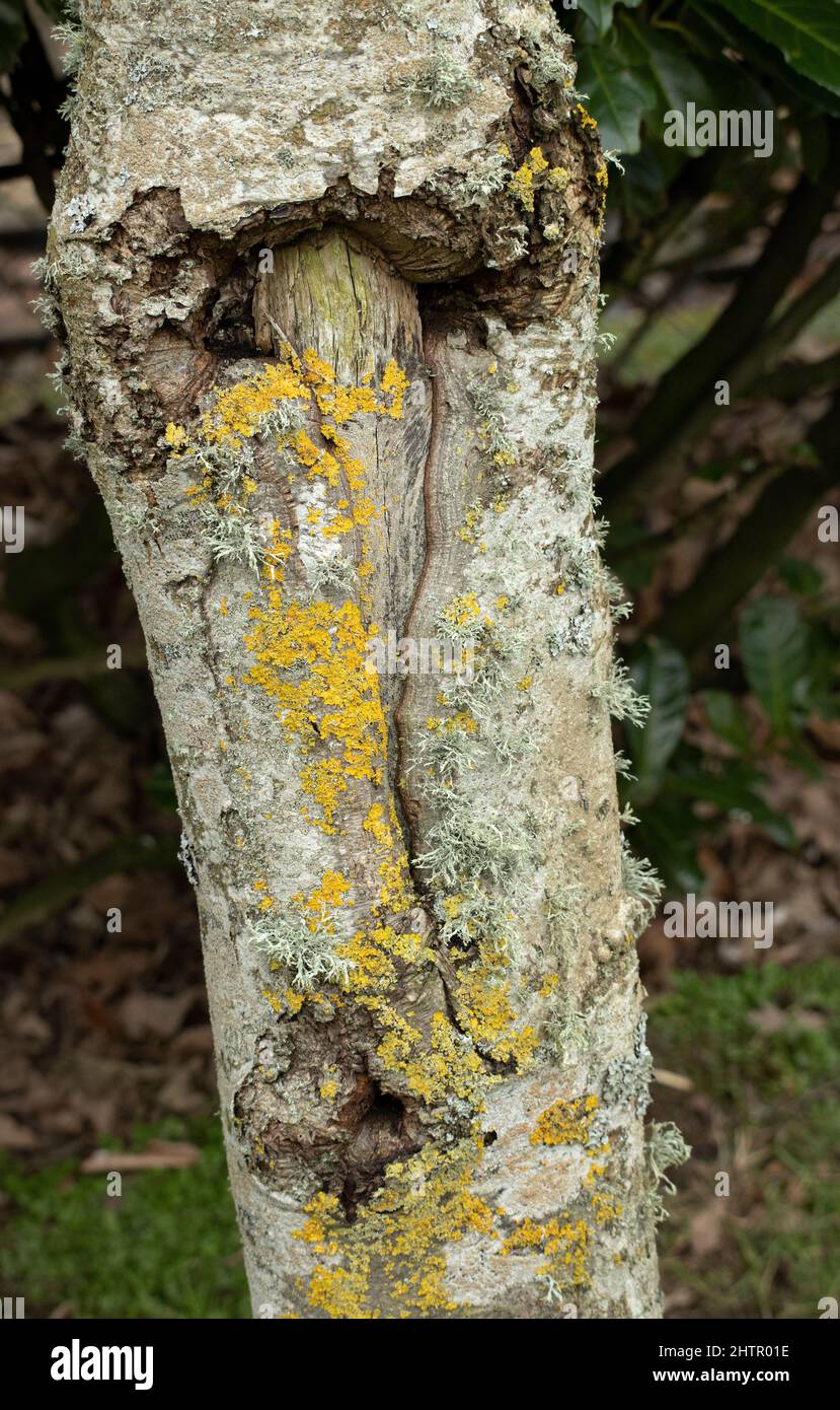 Lichens are a symbiotic relationship between fungus and algae. They are extremely hardy and grow on a wide range of substrates Stock Photo