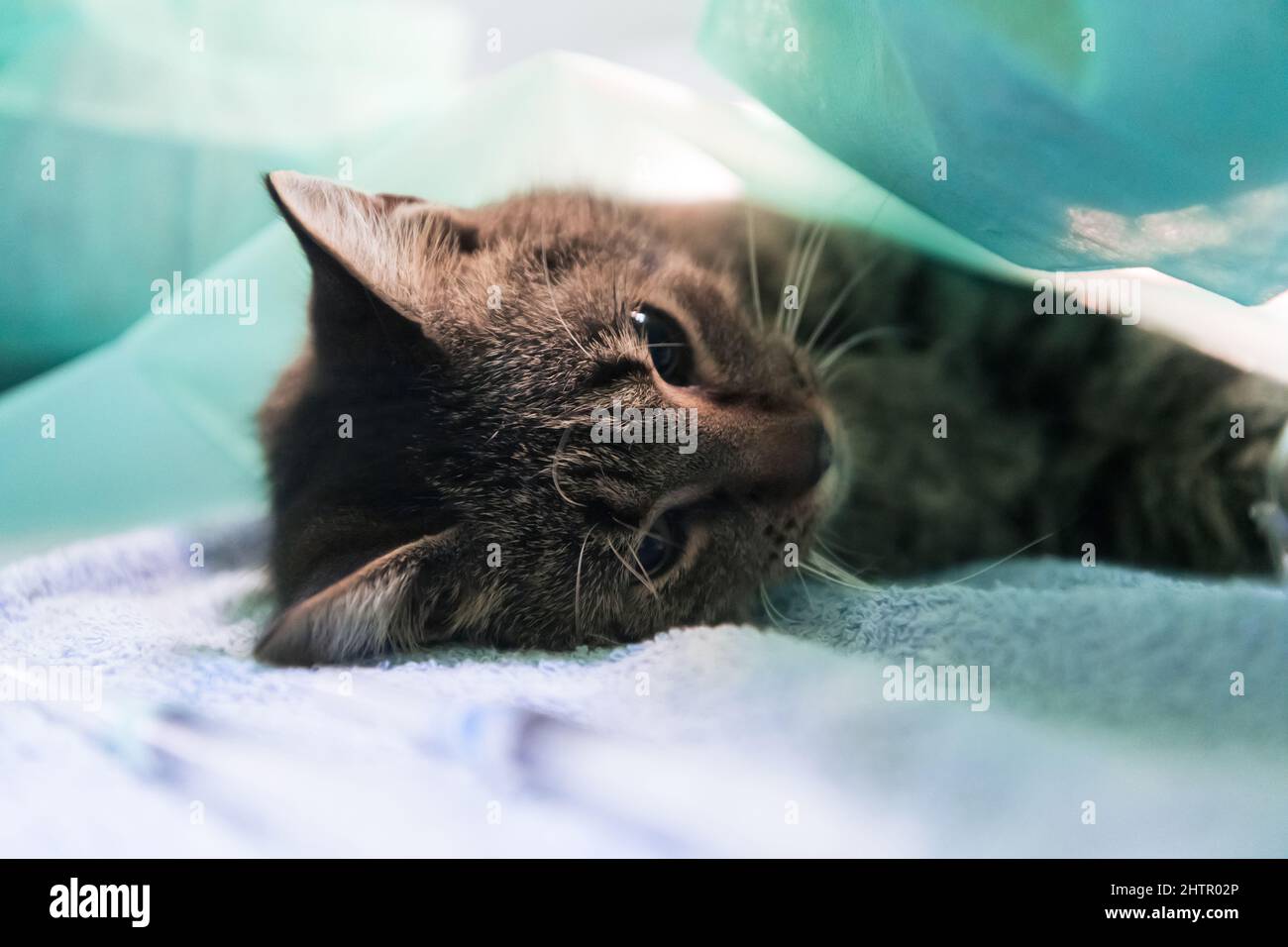 Real abdominal surgery on a cat in a hospital setting Stock Photo - Alamy - Cat Regurgitation After Abdominal Surgery