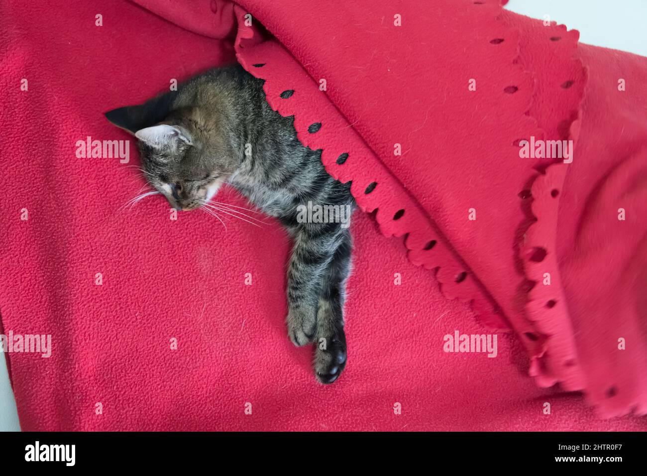 Cat recovering after sterilization and anesthesia lying on floor at
