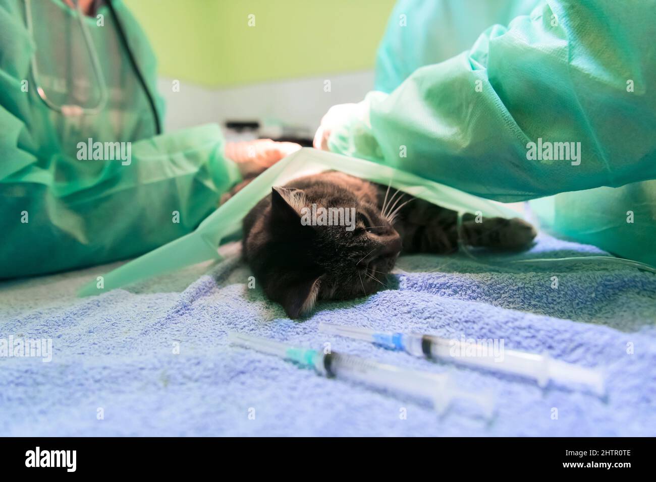 Real abdominal surgery on a cat in a hospital setting Stock Photo Alamy