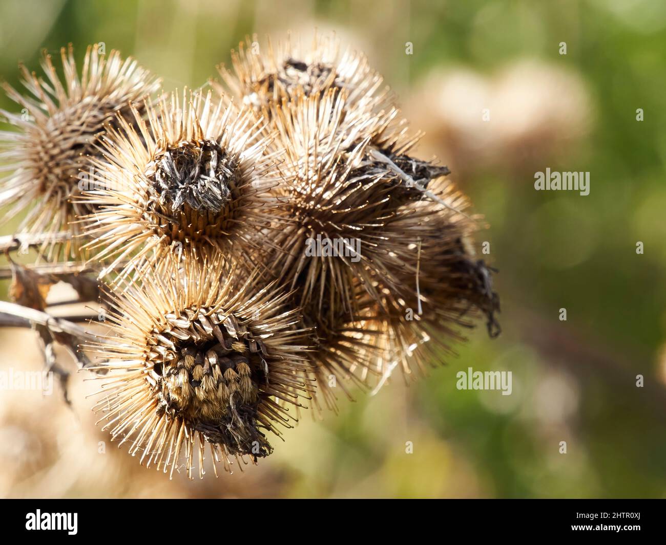 A close up view of a clump of spiky, textured burrs, lit up by bright, sharp autumn sunlight, against a de-focused background of greenery. Stock Photo