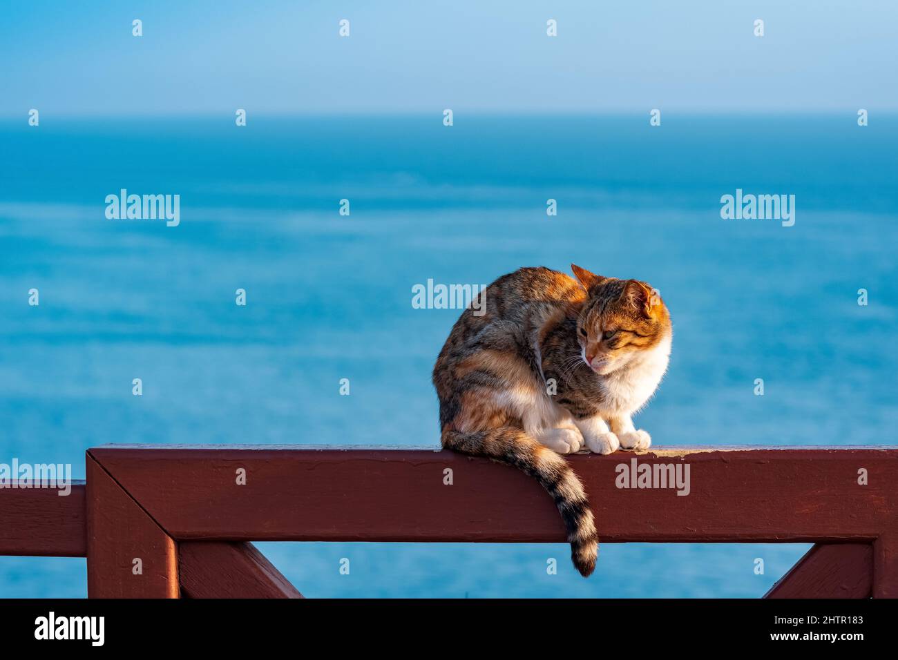 cat sitting on a fence against the background of the sea Stock Photo ...
