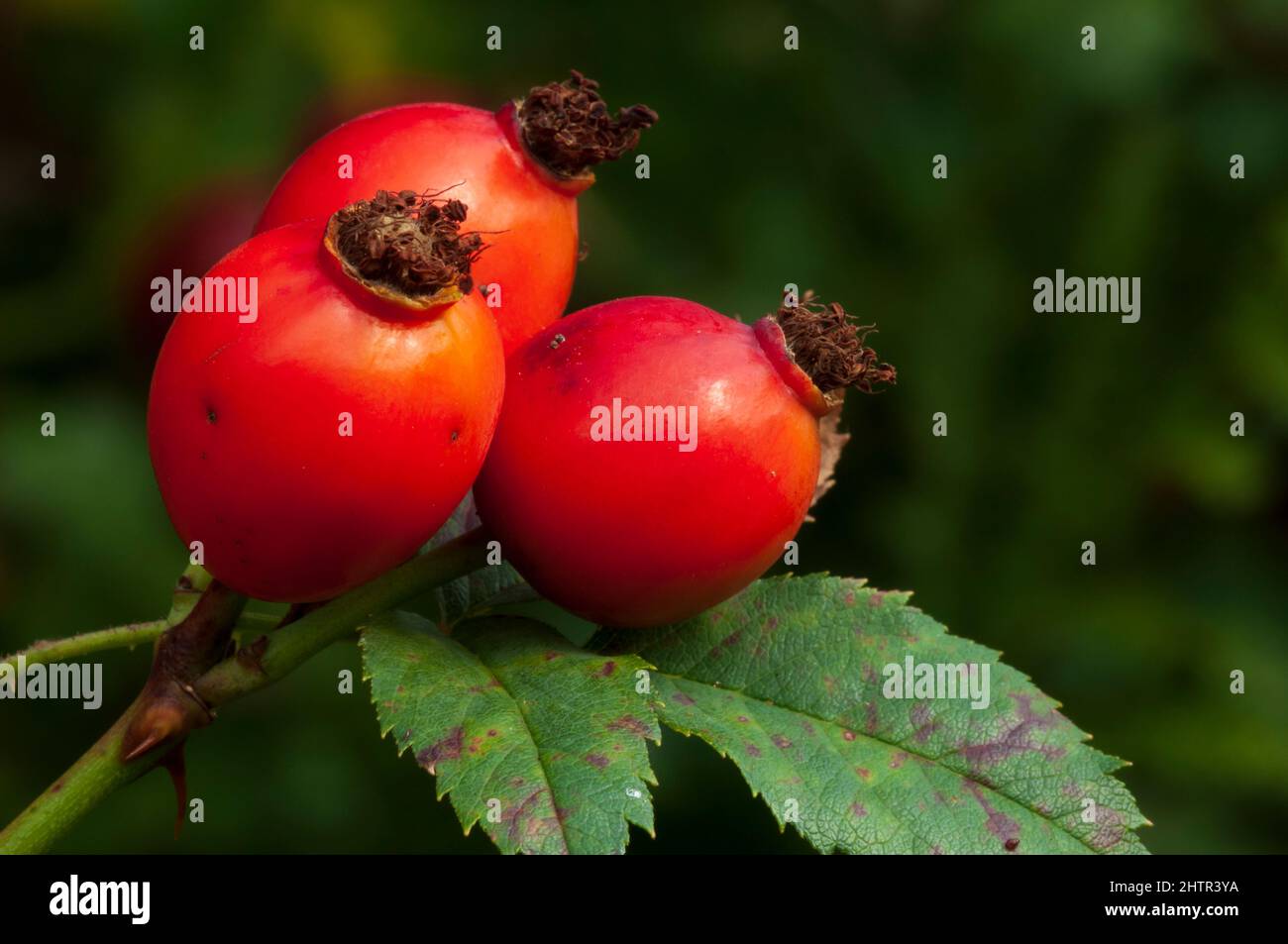 Dog Rose (Rosa canina agg.), Fruits - close-up Stock Photo