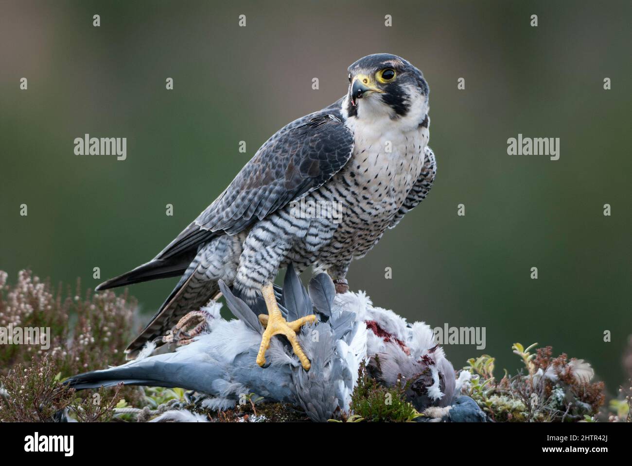Peregrine Falcon (Falco perigrinus) feeding on Wood Pigeon Stock Photo