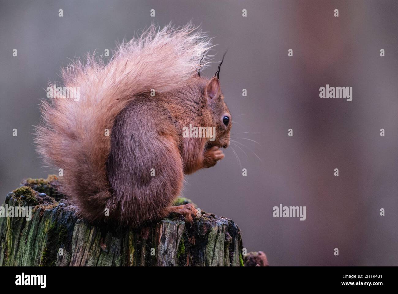 Red Squirrel (Sciurus vulgaris), on old pine stump Stock Photo