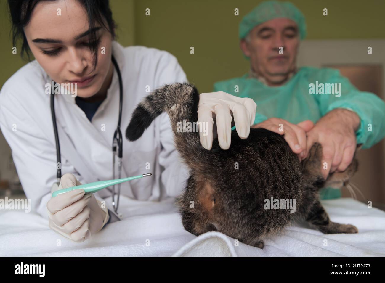 Veterinarian measuring the temperature of little kitten Stock Photo Alamy