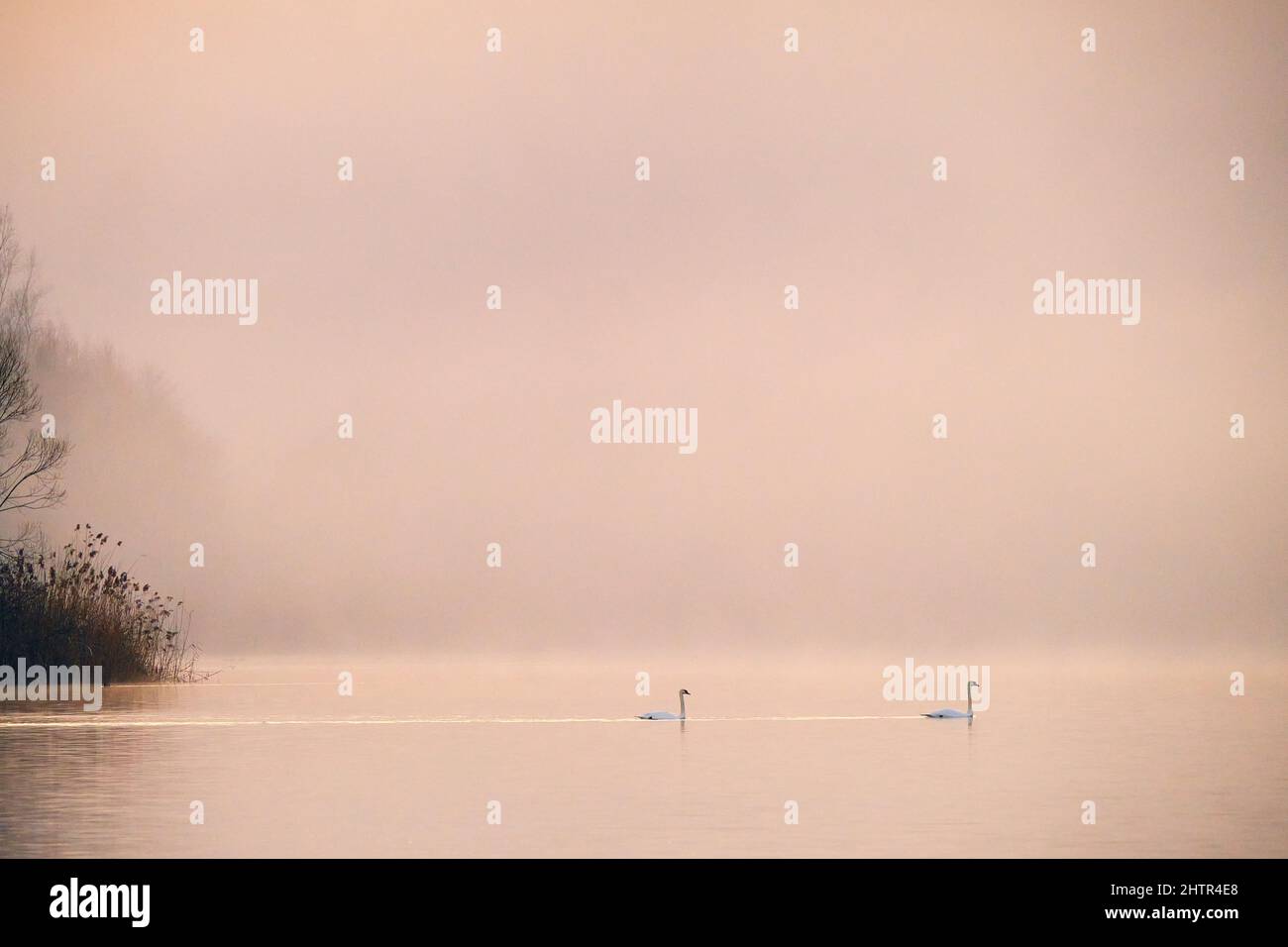 Beautiful view of two white swans swimming in a lake on a misty days ...