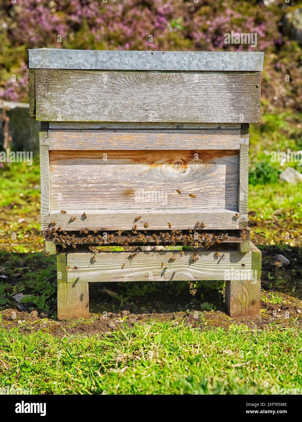 British National Hive with working bee colony Stock Photo - Alamy