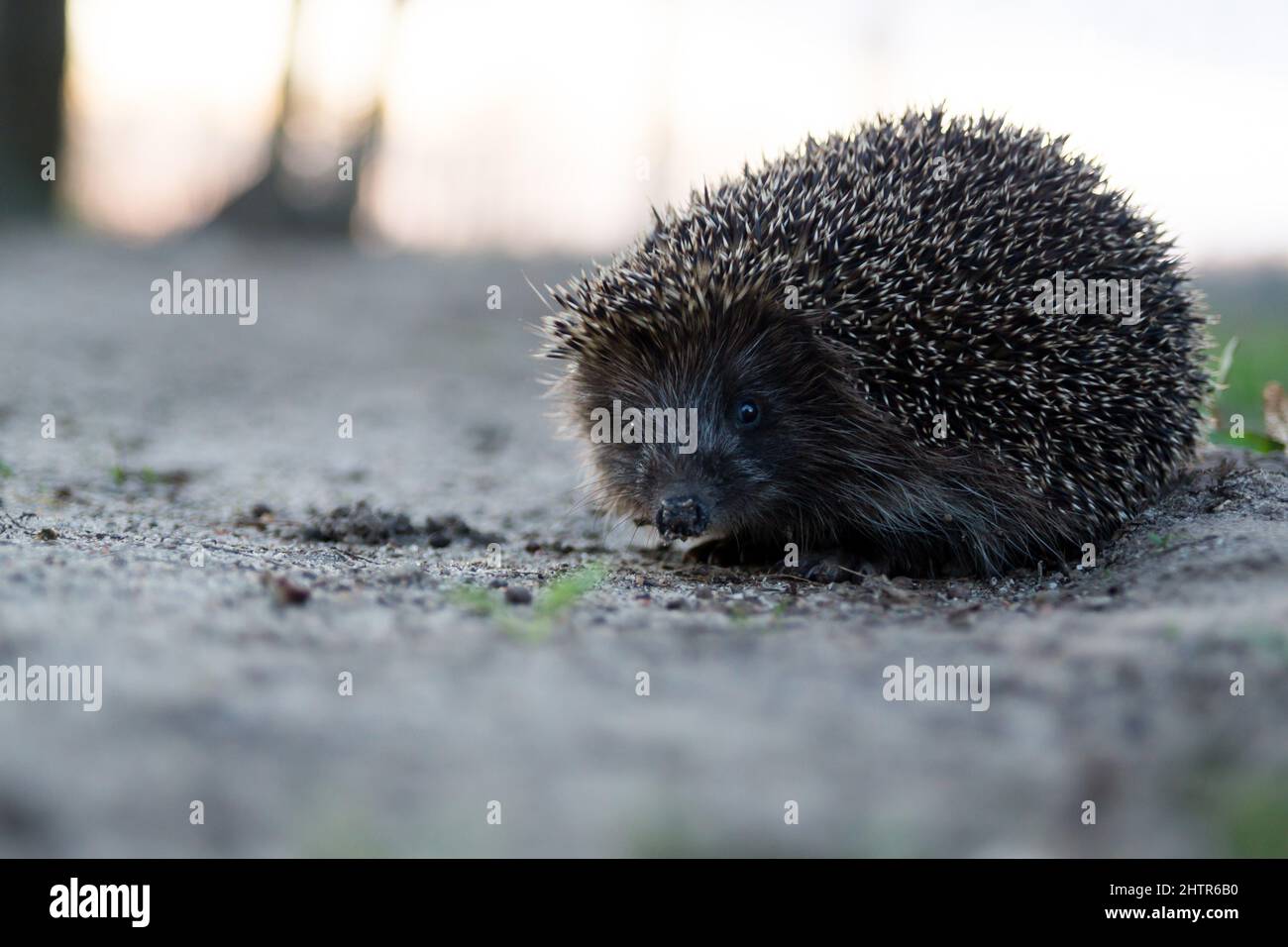 Selective focus shot of a hedgehog on the ground Stock Photo - Alamy