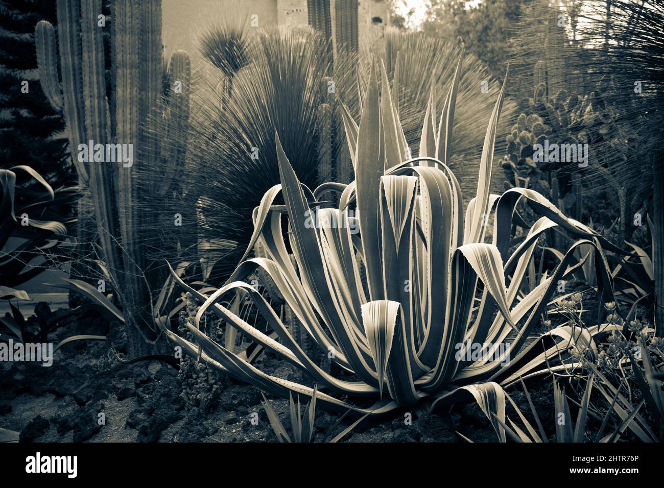 Yucca is a genus of perennial shrubs and trees in the family Asparagaceae, subfamily Agavoideae. Stock Photo