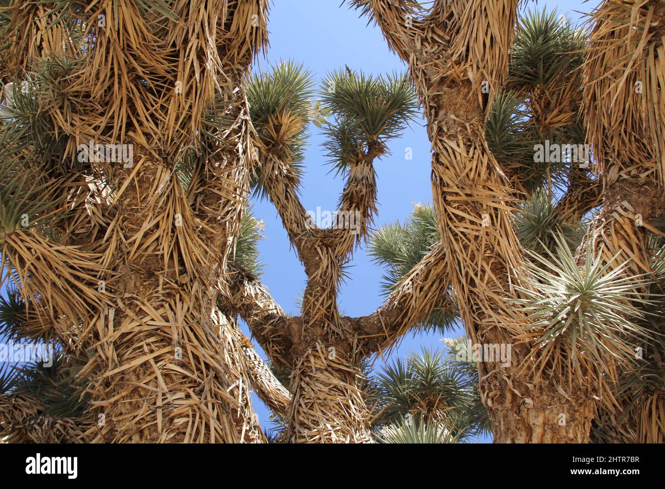 Closeup shot of Joshua Trees (Yucca Brevifolia) spiky trunk and