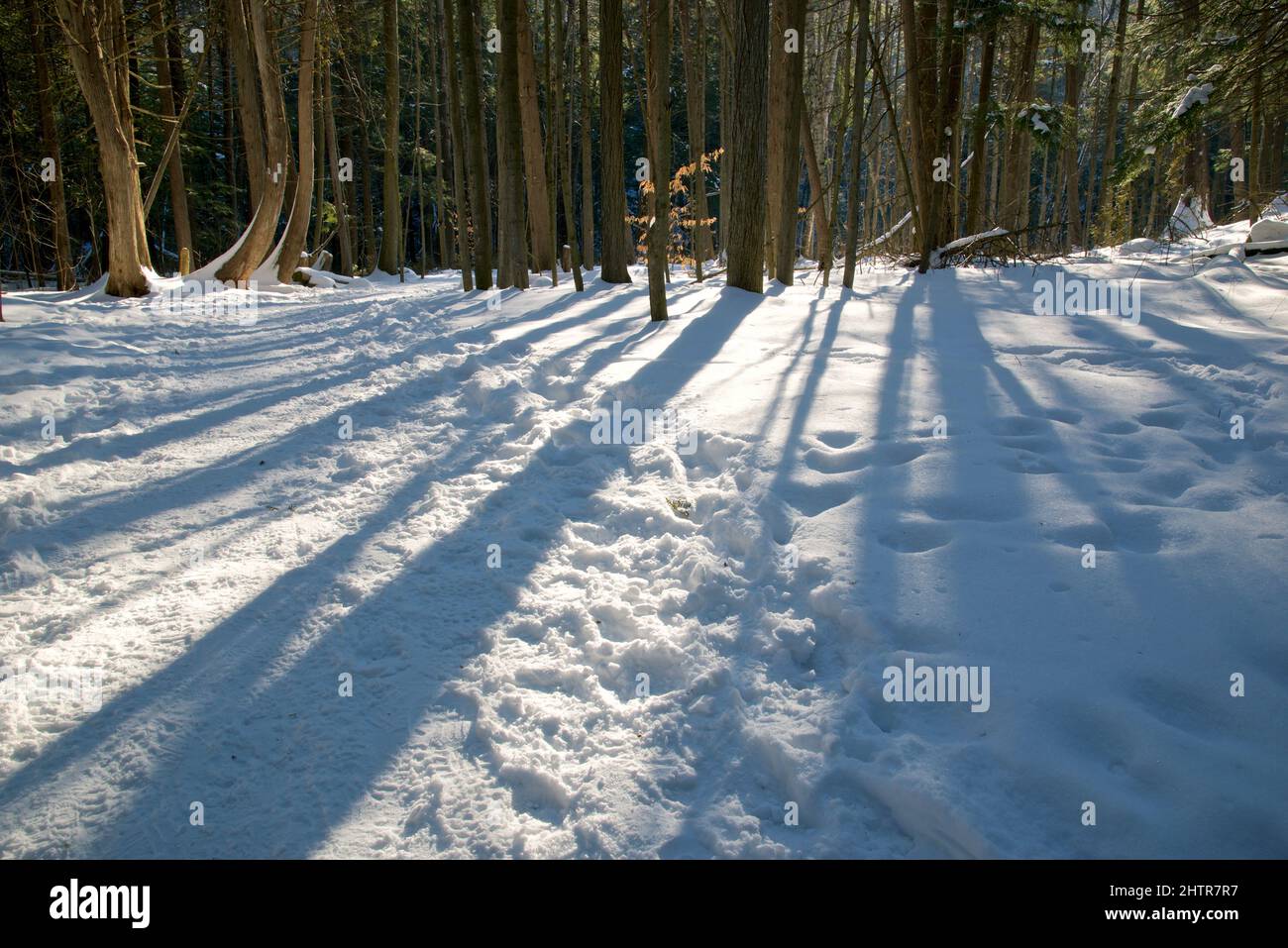 Sunlight peeked through the trees.  Shadow of the trees in the forest. Stock Photo