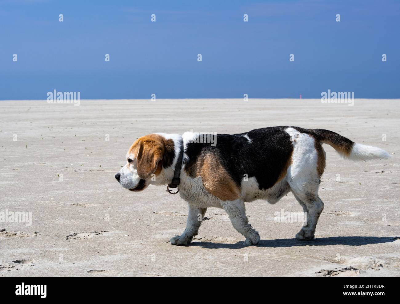 nine year old beagle on the huge beach in St. Peter Ording Stock Photo