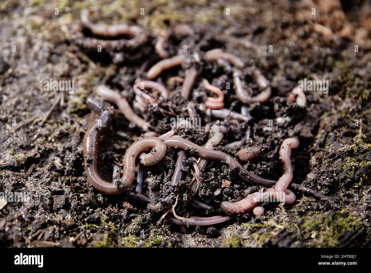 Earthworms on the soil. Production of vermicompost from household food waste. Stock Photo